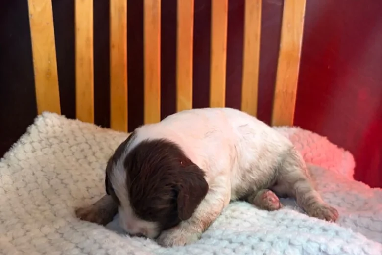 English Springer Spaniel