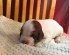 English Springer Spaniel