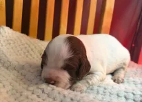 Puppy 2