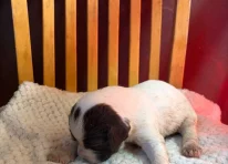 Puppy 3