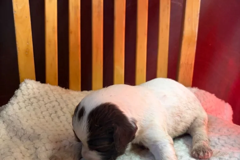 English Springer Spaniel