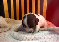 Puppy 4
