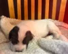 English Springer Spaniel