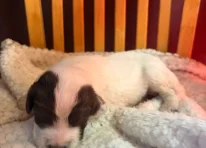 Puppy 5