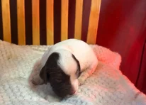 Puppy 7