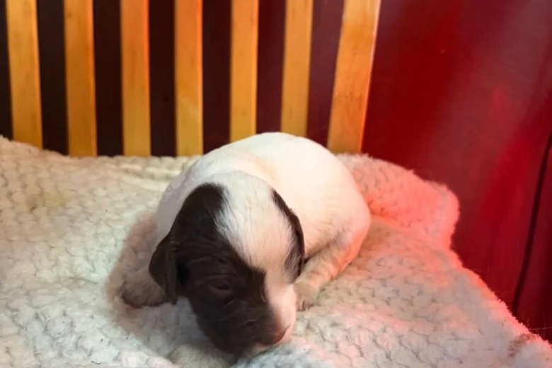 English Springer Spaniel