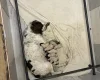 English Springer Spaniel
