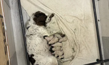 English Springer Spaniel