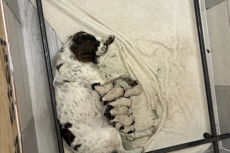 English Springer Spaniel