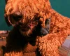Gordon Setter