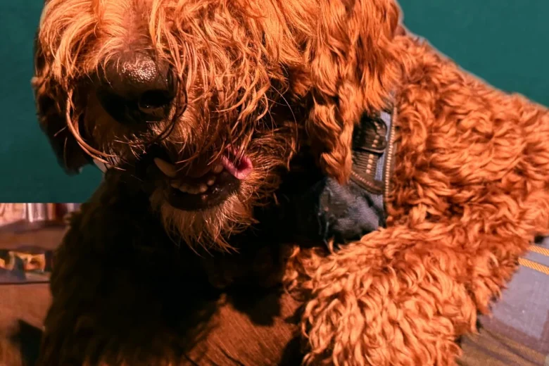 Gordon Setter
