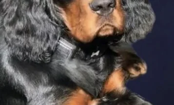 Gordon Setter