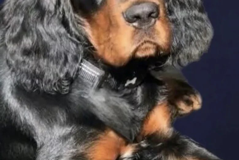 Gordon Setter