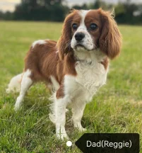 Reggie