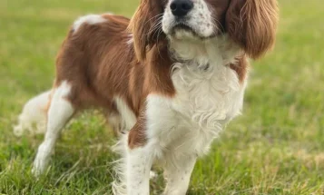 Mixed Breed