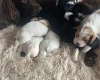 Mixed Breed