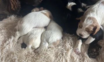 Mixed Breed