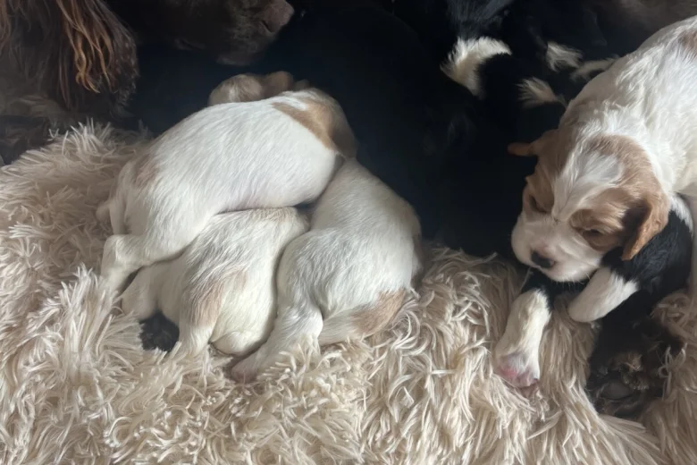 Mixed Breed