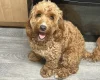 Cockapoo