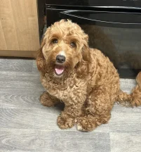 Dolly