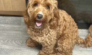 Cockapoo