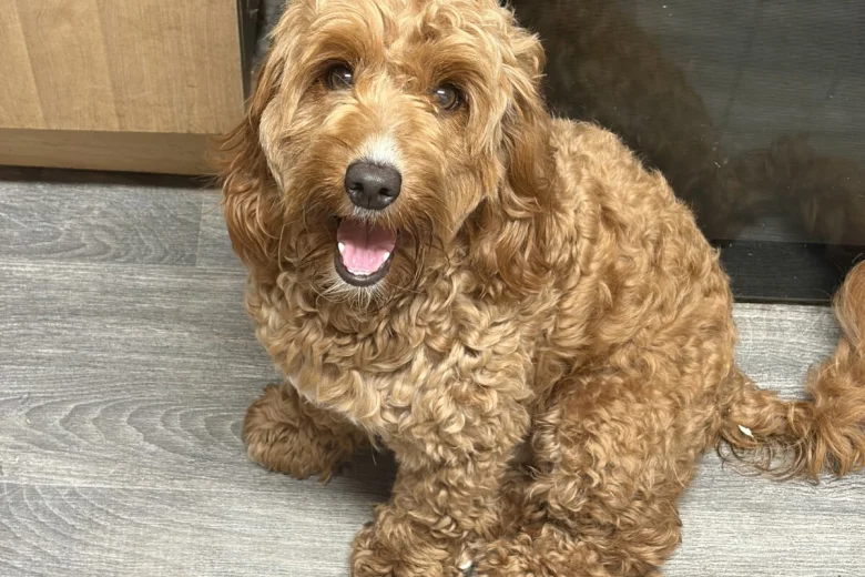 Cockapoo