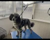 Cockapoo