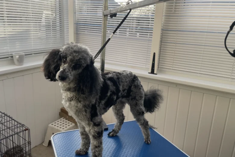 Cockapoo