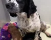 Cockapoo