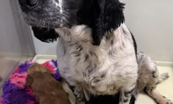 Cockapoo