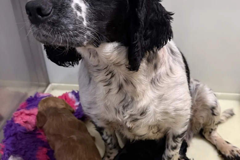 Cockapoo