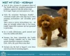 Cockapoo