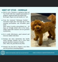 Norman Merlesque poodles