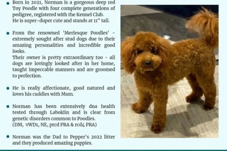 Cockapoo
