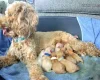 Cockapoo