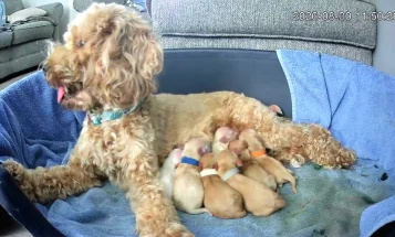 Cockapoo