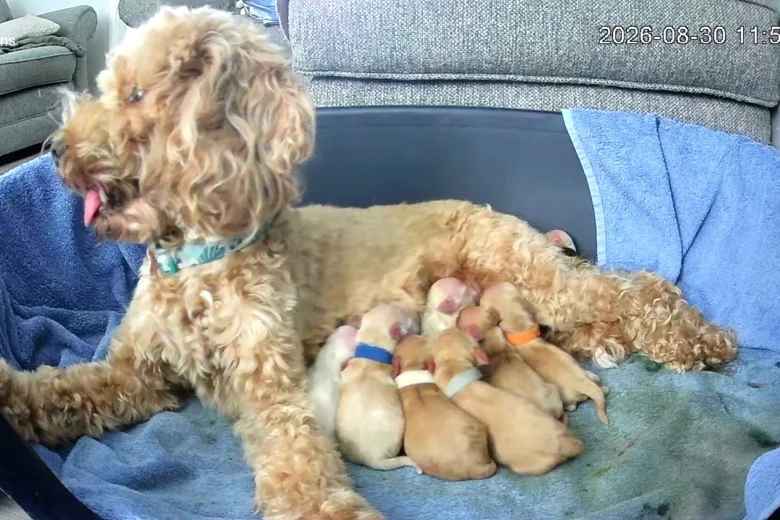Cockapoo