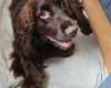 Field Spaniel