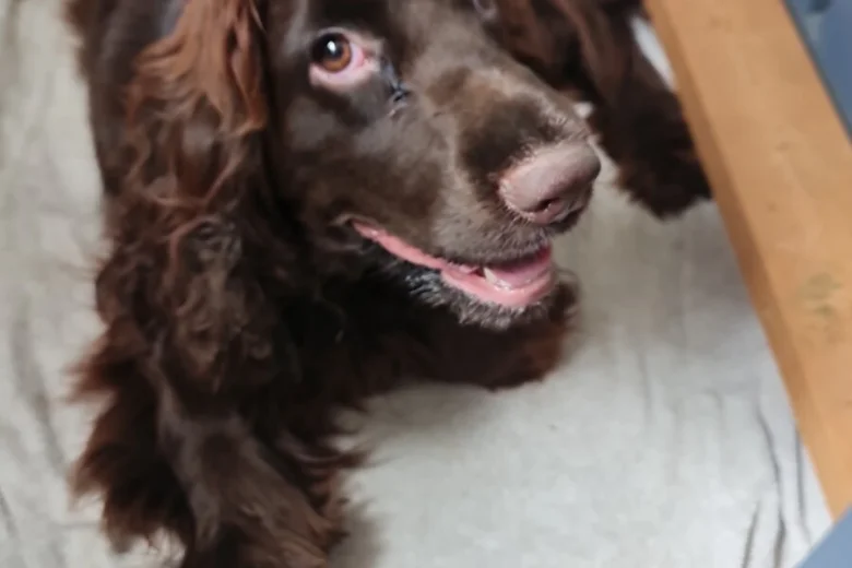 Field Spaniel