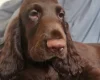Field Spaniel