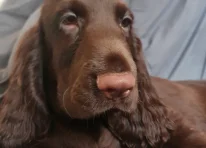 Puppy 1