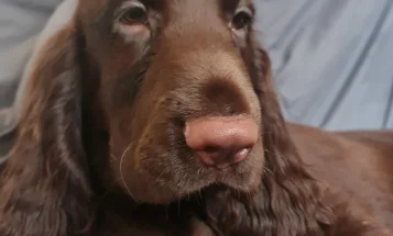 Field Spaniel