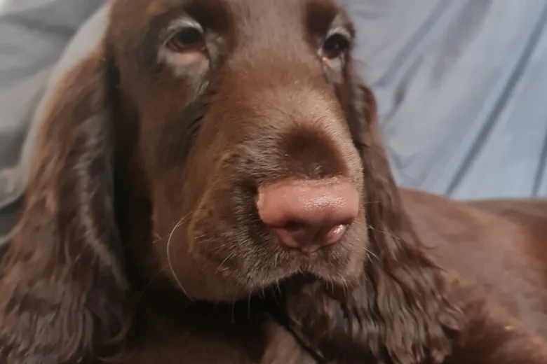 Field Spaniel