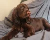 Field Spaniel