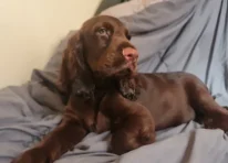 Puppy 2