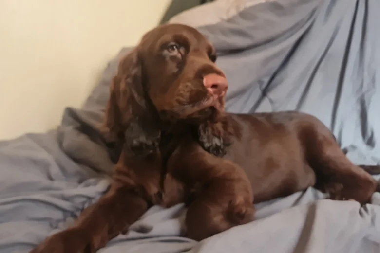 Field Spaniel
