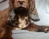 Field Spaniel
