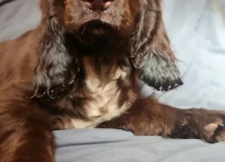 Puppy 3