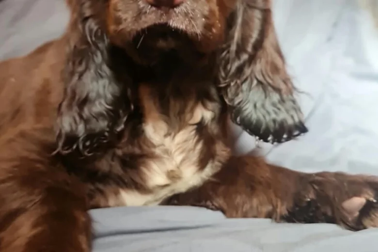 Field Spaniel