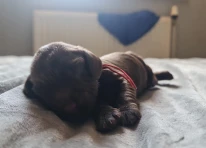 Puppy 4